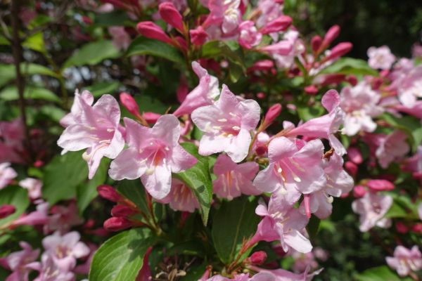 Weigela Pruning Service in Jacksonville