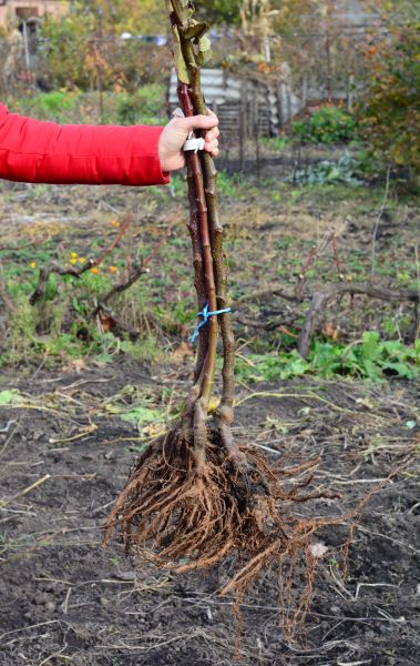 Shrub Root Removal in Jacksonville