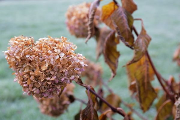 Hydrangea Removal in Jacksonville