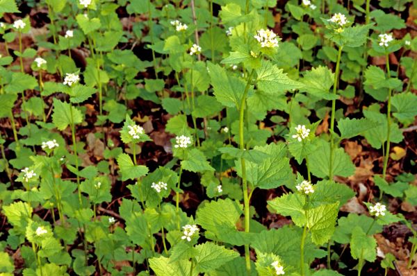 Garlic Mustard Removal in Jacksonville