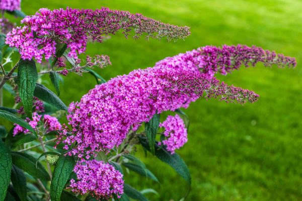 Butterfly Bush Removal in Jacksonville