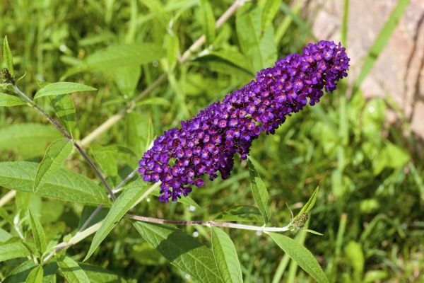 Butterfly Bush Pruning in Jacksonville