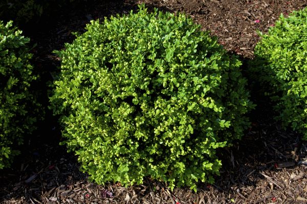 Boxwood Removal in Jacksonville