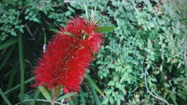 Bottlebrush Pruning in Jacksonville