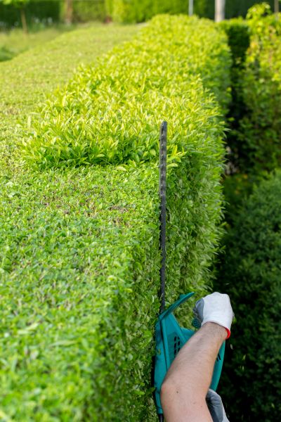 Hedge Trimming in Jacksonville